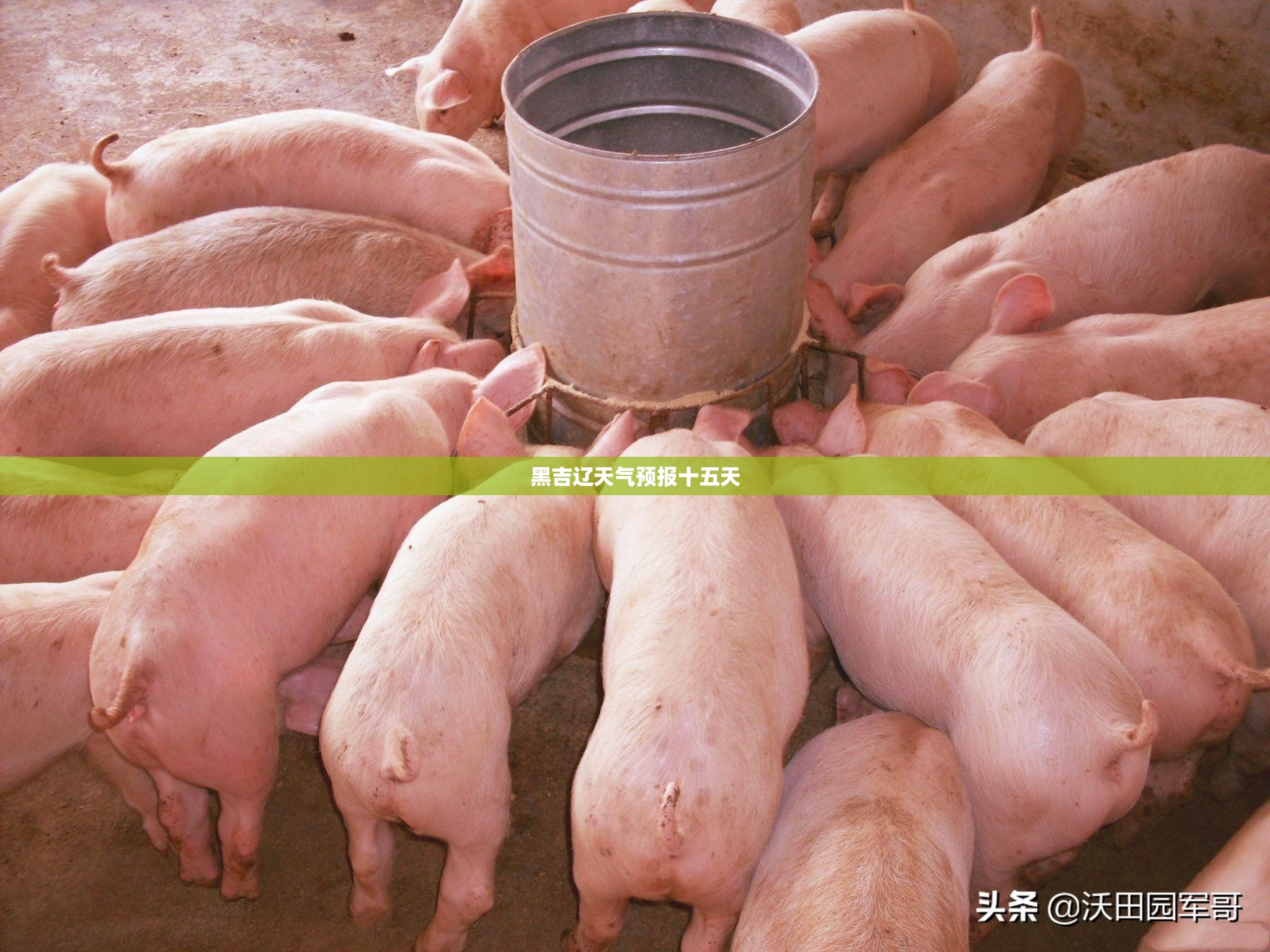 黑吉辽天气预报十五天