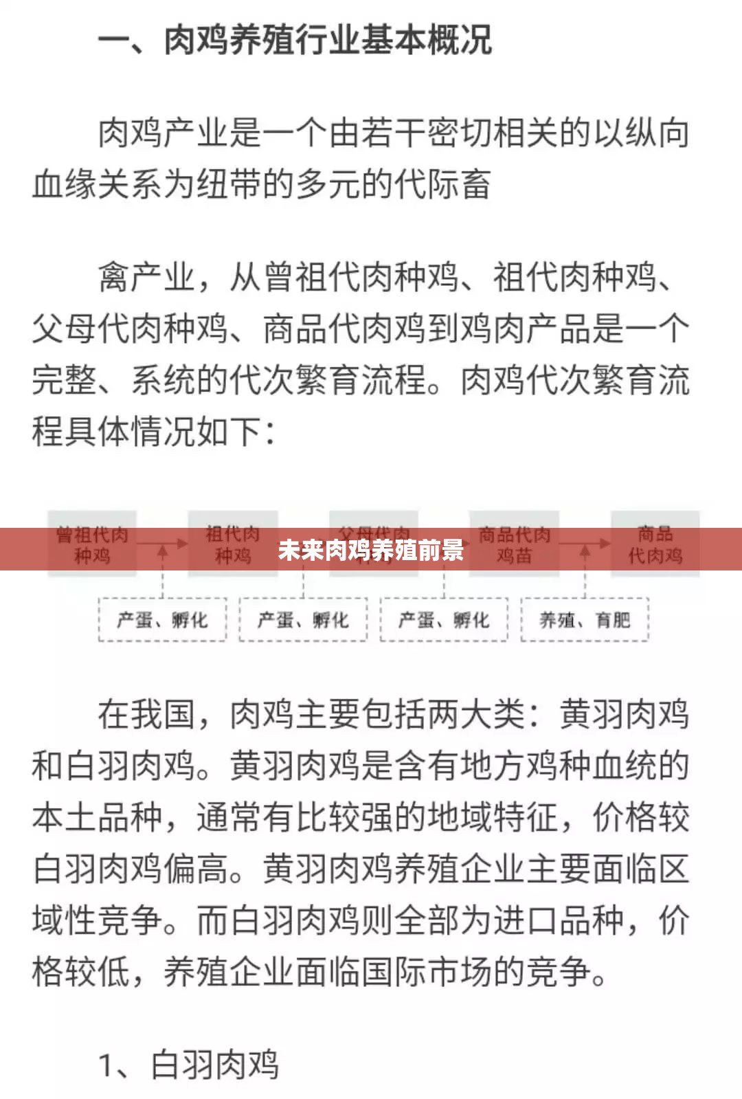 未来肉鸡养殖前景