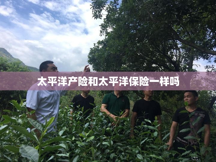太平洋产险和太平洋保险一样吗