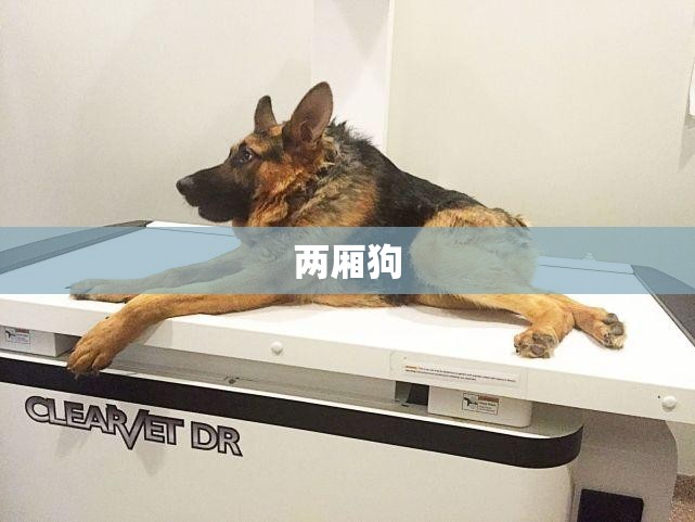 两厢狗