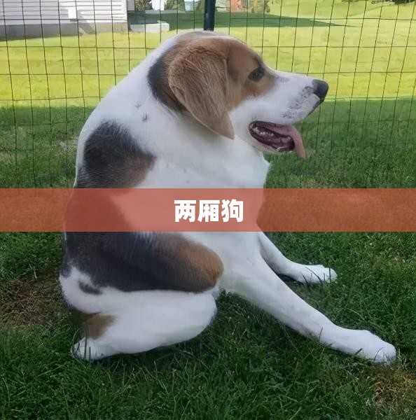 两厢狗