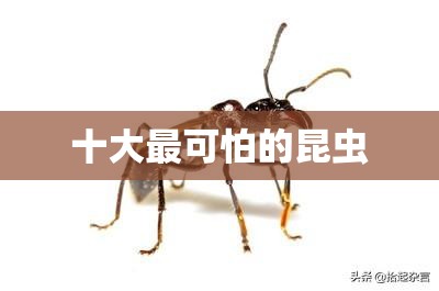十大最可怕的昆虫