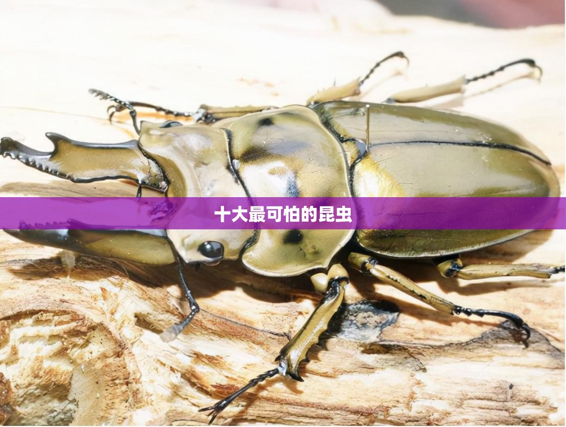 十大最可怕的昆虫