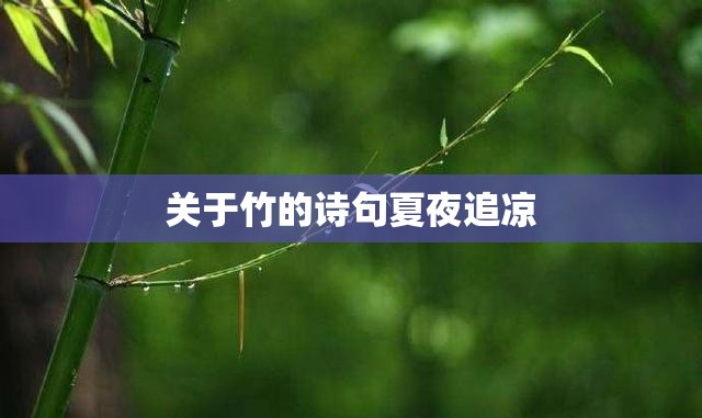 关于竹的诗句夏夜追凉 关于竹的诗句夏夜追凉