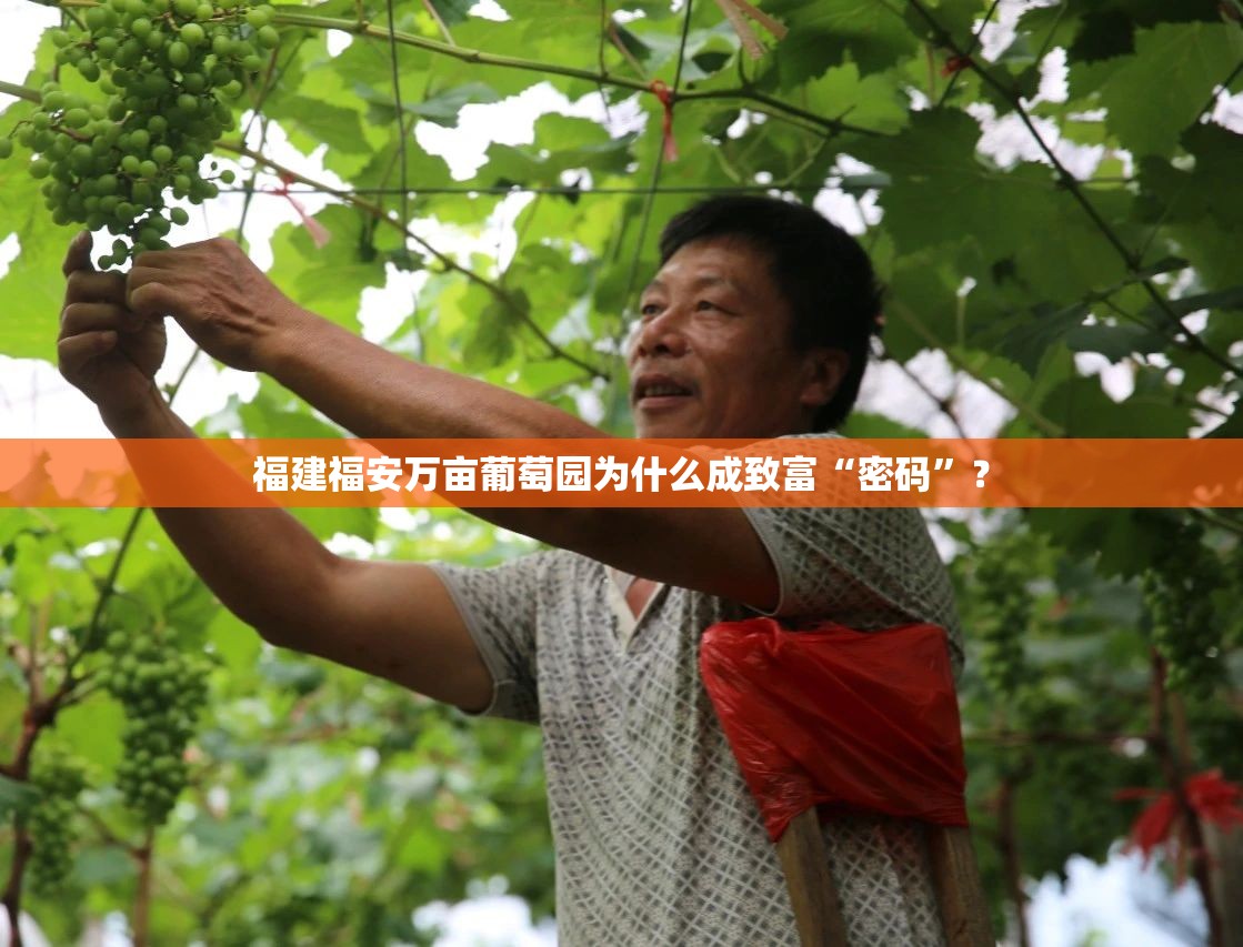 福建福安万亩葡萄园为什么成致富“密码	”？