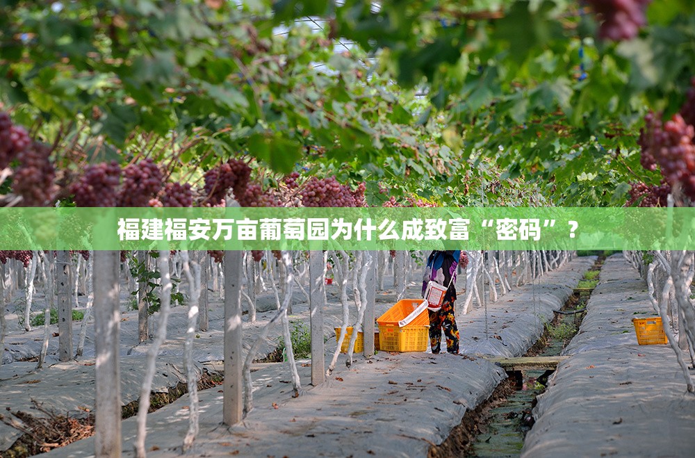 福建福安万亩葡萄园为什么成致富“密码”？