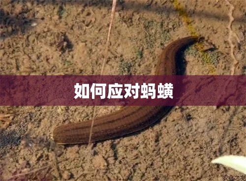 大通g20改装费用