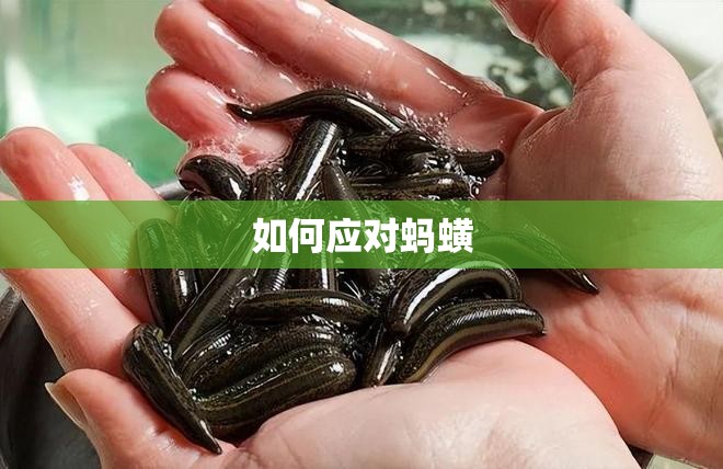 如何应对蚂蟥